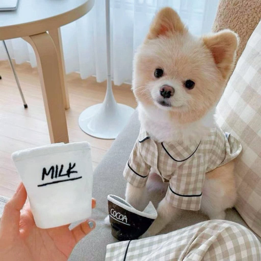 A small puppy wears a pet pyjamas in khaki colour petvibez